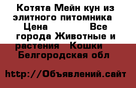 Котята Мейн-кун из элитного питомника › Цена ­ 20 000 - Все города Животные и растения » Кошки   . Белгородская обл.